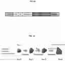 Fig. 02 - CHIMERIC ANTIGEN RECEPTORS WITH CD20 SAFETY SWITCH