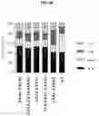 Fig. 17 - CHIMERIC ANTIGEN RECEPTORS WITH CD20 SAFETY SWITCH
