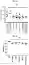 Fig. 18 - CHIMERIC ANTIGEN RECEPTORS WITH CD20 SAFETY SWITCH