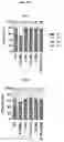 Fig. 20 - CHIMERIC ANTIGEN RECEPTORS WITH CD20 SAFETY SWITCH