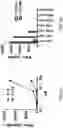 Fig. 11 - T CELL RECEPTORS RECOGNIZING HLA-A1-RESTRICTED MAGE-A3