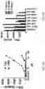 Fig. 12 - T CELL RECEPTORS RECOGNIZING HLA-A1-RESTRICTED MAGE-A3