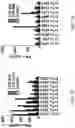 Fig. 13 - T CELL RECEPTORS RECOGNIZING HLA-A1-RESTRICTED MAGE-A3