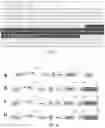 Fig. 06 - HYPOXIA-RESPONSIVE CHIMERIC ANTIGEN RECEPTORS