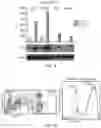 Fig. 07 - HYPOXIA-RESPONSIVE CHIMERIC ANTIGEN RECEPTORS