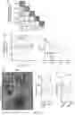 Fig. 30 - HYPOXIA-RESPONSIVE CHIMERIC ANTIGEN RECEPTORS