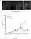 Fig. 31 - HYPOXIA-RESPONSIVE CHIMERIC ANTIGEN RECEPTORS