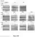 Fig. 12 - DAF-MCP CHIMERIC PROTEINS, PROCESS TO MANUFACTURE THE SAME AND USE OF THE CHIMERIC PROTEIN FOR TREATING PATHOLOGICAL CONDITIONS INVOLVING THE COMPLEMENT SYSTEM