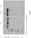 Fig. 18 - NUCLEIC ACIDS ENCODING ANCHOR MODIFIED ANTIBODIES AND USES THEREOF