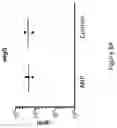 Fig. 19 - NUCLEIC ACIDS ENCODING ANCHOR MODIFIED ANTIBODIES AND USES THEREOF