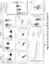 Fig. 02 - Neutralizing anti-SARS-CoV-2 antibodies