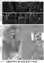 Fig. 06 - Neutralizing anti-SARS-CoV-2 antibodies