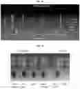 Fig. 22 - PATHOGEN BINDING METHODS AND COMPOSITIONS