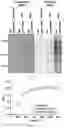 Fig. 14 - ATTENUATION OF BACTERIAL INFECTION