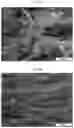 Fig. 22 - Nanocellulose aerogels and foams