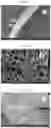 Fig. 42 - Nanocellulose aerogels and foams