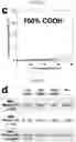 Fig. 45 - Nanocellulose aerogels and foams
