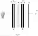 Fig. 05 - HMI DISPLAY COVERS HAVING LOW BIREFRINGENCE MADE FROM LOW HYDROXYL CELLULOSE ESTERS