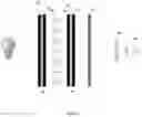 Fig. 06 - HMI DISPLAY COVERS HAVING LOW BIREFRINGENCE MADE FROM LOW HYDROXYL CELLULOSE ESTERS