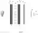 Fig. 07 - HMI DISPLAY COVERS HAVING LOW BIREFRINGENCE MADE FROM LOW HYDROXYL CELLULOSE ESTERS