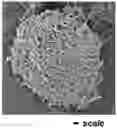 Fig. 01 - Nanotube-encapsulated UV stabilizers