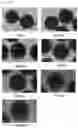 Fig. 10 - Quantum dot-containing nanoparticle and method for manufacturing same