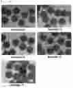 Fig. 12 - Quantum dot-containing nanoparticle and method for manufacturing same