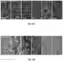 Fig. 08 - Systems and methods for cultivating tissue on porous substrates