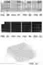 Fig. 07 - Additive Manufacturing of Functional Myocardial Tissue