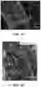Fig. 11 - Additive Manufacturing of Functional Myocardial Tissue