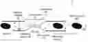 Fig. 01 - DELIVERY OF MATERIALS TO ANUCLEATE CELLS