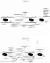 Fig. 02 - DELIVERY OF MATERIALS TO ANUCLEATE CELLS