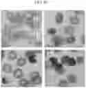 Fig. 05 - DELIVERY OF MATERIALS TO ANUCLEATE CELLS