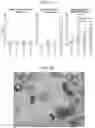 Fig. 06 - DELIVERY OF MATERIALS TO ANUCLEATE CELLS