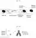 Fig. 07 - DELIVERY OF MATERIALS TO ANUCLEATE CELLS