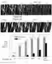 Fig. 05 - Microfluidic cell culture systems