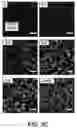 Fig. 08 - ILLUMINATION DEVICE FOR SPATIAL AND TEMPORAL CONTROL OF MORPHOGEN SIGNALING IN CELL CULTURES