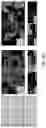 Fig. 14 - ILLUMINATION DEVICE FOR SPATIAL AND TEMPORAL CONTROL OF MORPHOGEN SIGNALING IN CELL CULTURES
