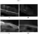 Fig. 05 - Methods for tissue fabrication
