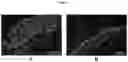 Fig. 06 - Methods for tissue fabrication