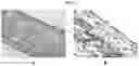 Fig. 13 - Methods for tissue fabrication