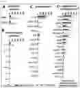 Fig. 04 - A NOVEL HUMAN-MATERIAL-BASED PLATFOM TECHNOLOGY FOR TISSUE ENGINEERING