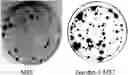 Fig. 01 - COMPOSITION FOR PROMOTING PRODUCTION OF STEM CELL-DERIVED EXOSOMES AND INCREASING STEMNESS