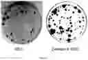 Fig. 03 - COMPOSITION FOR PROMOTING PRODUCTION OF STEM CELL-DERIVED EXOSOMES AND INCREASING STEMNESS