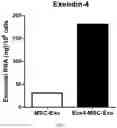 Fig. 08 - COMPOSITION FOR PROMOTING PRODUCTION OF STEM CELL-DERIVED EXOSOMES AND INCREASING STEMNESS