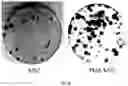 Fig. 10 - COMPOSITION FOR PROMOTING PRODUCTION OF STEM CELL-DERIVED EXOSOMES AND INCREASING STEMNESS