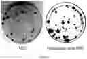Fig. 31 - COMPOSITION FOR PROMOTING PRODUCTION OF STEM CELL-DERIVED EXOSOMES AND INCREASING STEMNESS