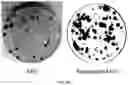 Fig. 45 - COMPOSITION FOR PROMOTING PRODUCTION OF STEM CELL-DERIVED EXOSOMES AND INCREASING STEMNESS
