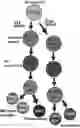 Fig. 01 - Compositions and methods for making sensory neurons