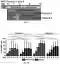 Fig. 02 - Compositions and methods for making sensory neurons